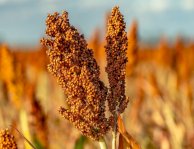 Sorghum Supreme: Sorghum Millet Flour